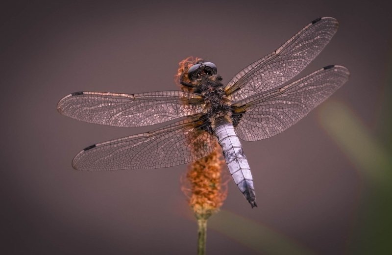 Nesting boxes and insect hotels