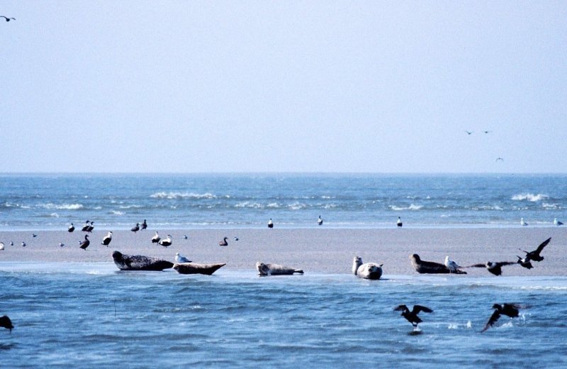 Waddenzee 002